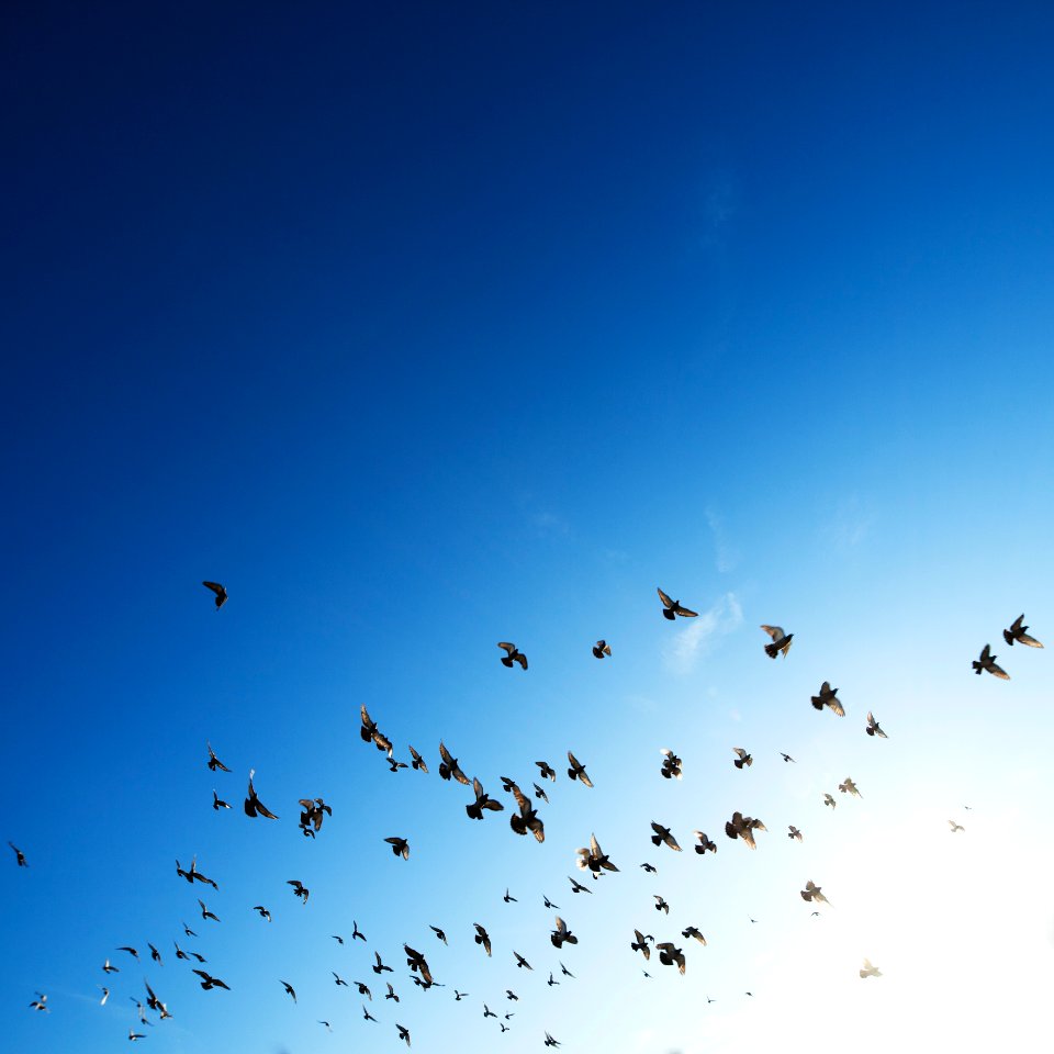flock of bird flying in sky