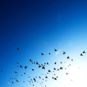 flock of bird flying in sky photo