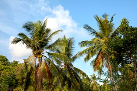 Unawatuna, Sri lanka, Tree