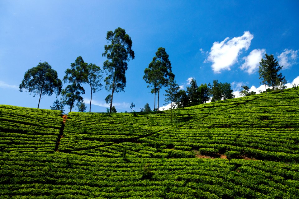 Sri lanka, Nuwara eliya, Scape