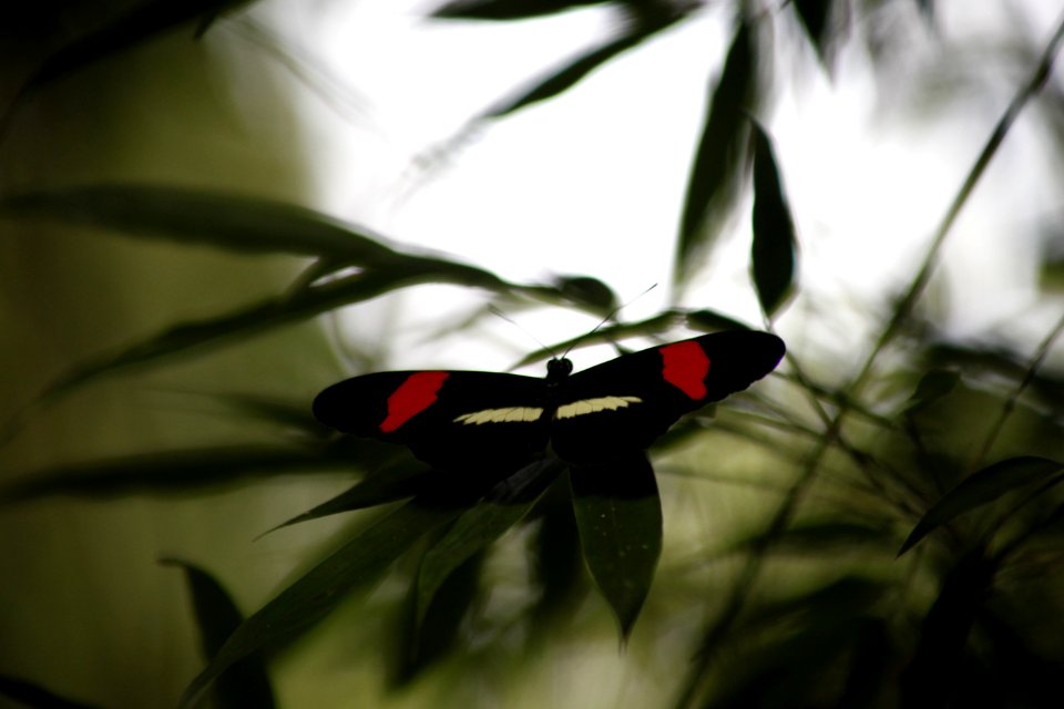 A black and red butterfly in a tree.