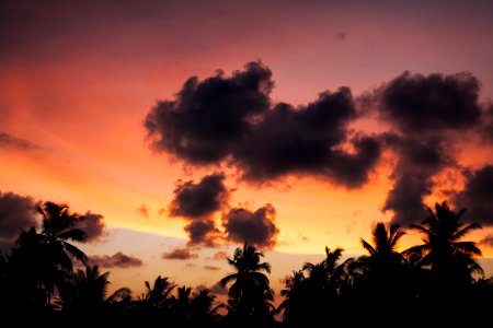 landscape photography of silhouette of palm trees during sunset photo
