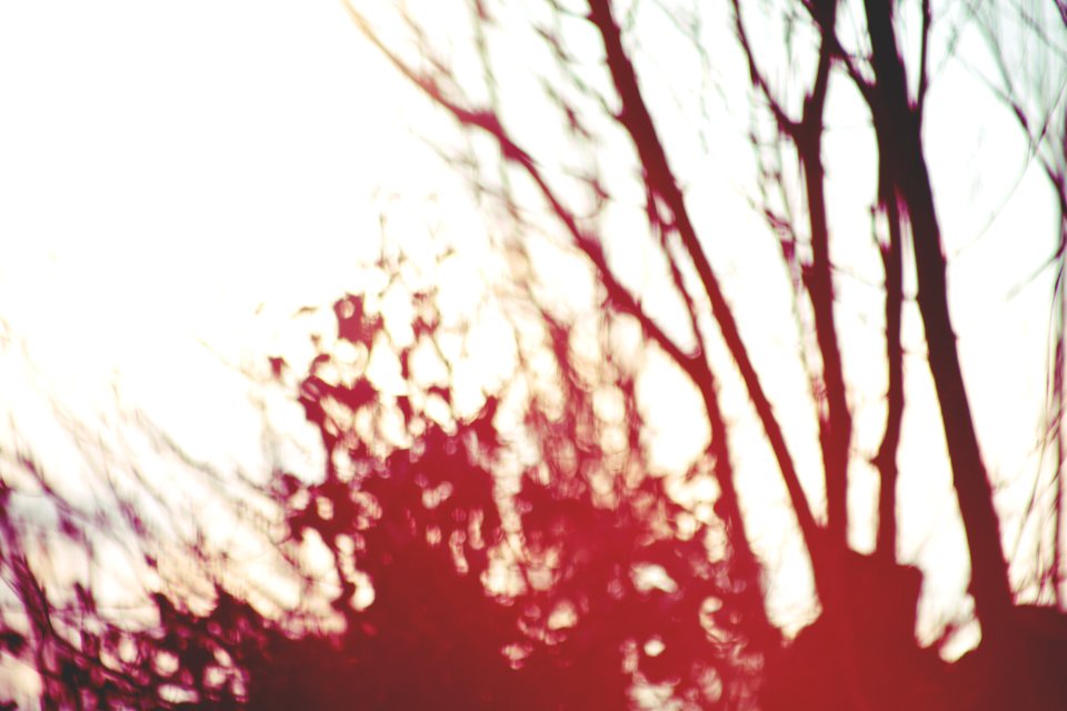 Sunset, Trees, Nature