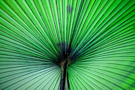 green and black wallpaper