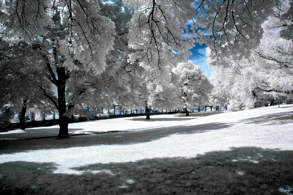 white leafed trees surrounded with grass fields