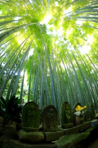 statues under bamboo trees photo