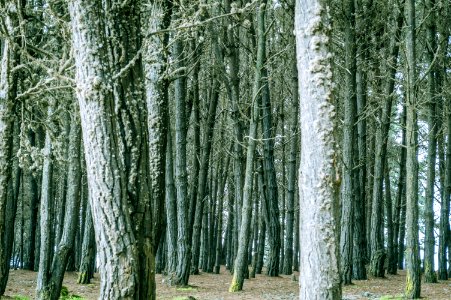 Grayish tree trunks in the middle of a forest photo