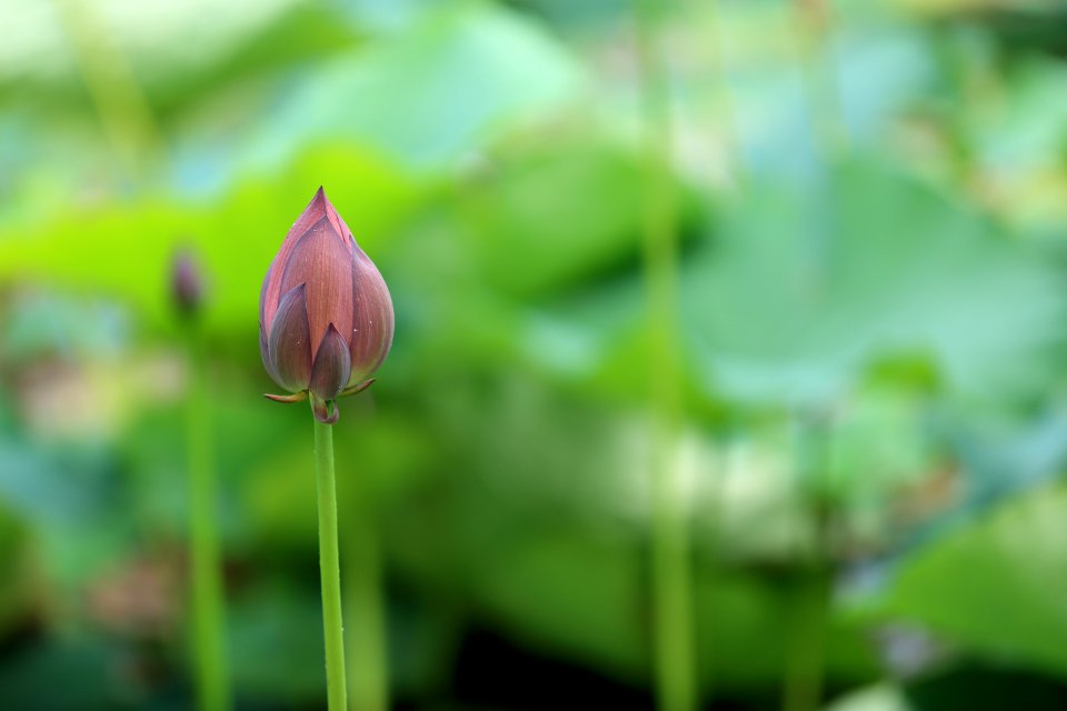 pink petaled flower during daytime