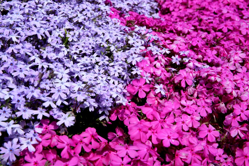 pink and purple periwinkle flowers