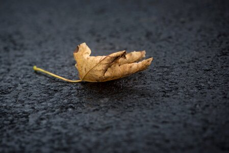Autumn leaf ground road photo