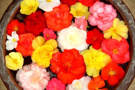 assorted-color flowers photo