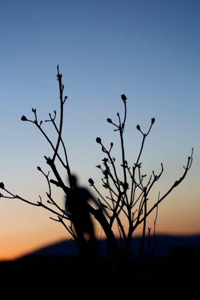 silhouette of person and plant
