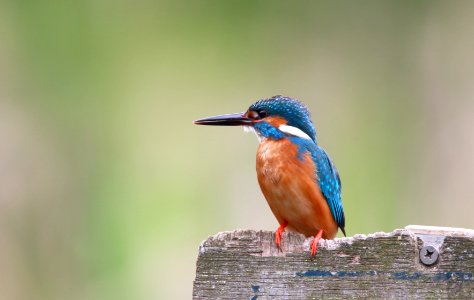 Kingfisher on brown wooden panel photo