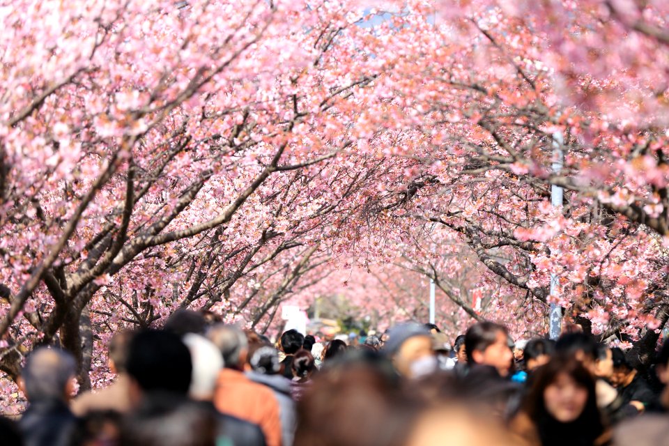 cherry blossom trees