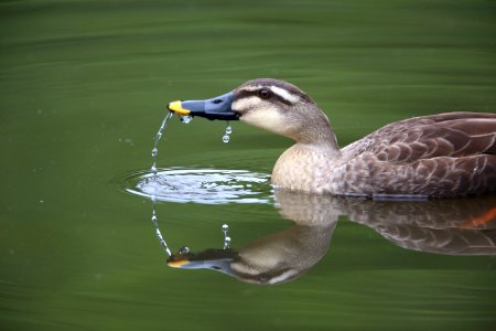 shallow focus photo of mallard duck photo
