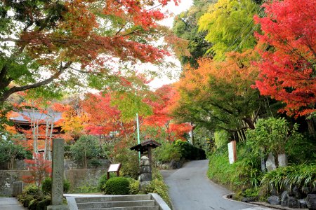 A beautiful garden walkway surrounded by green, pink and orange tree leaves.