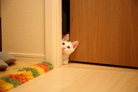 white cat sitting between wall and door photo