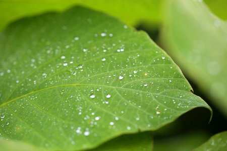 dew on green leaf at daytime photo