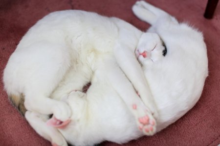 two white cats sleeping side by side photo