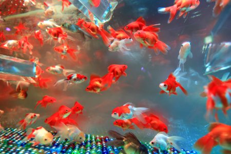 school of red gold fish photo