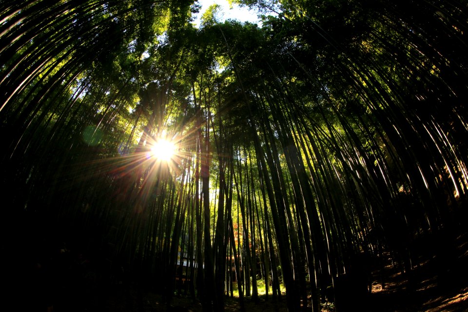 forest during daytime