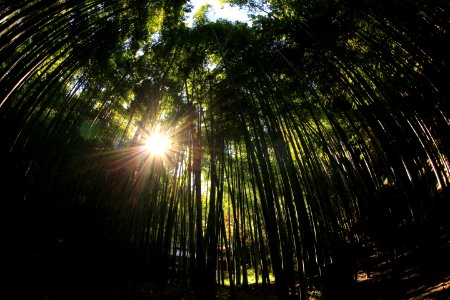 forest during daytime photo