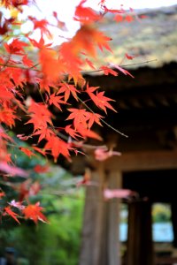 shallow focus photo of red leaves photo