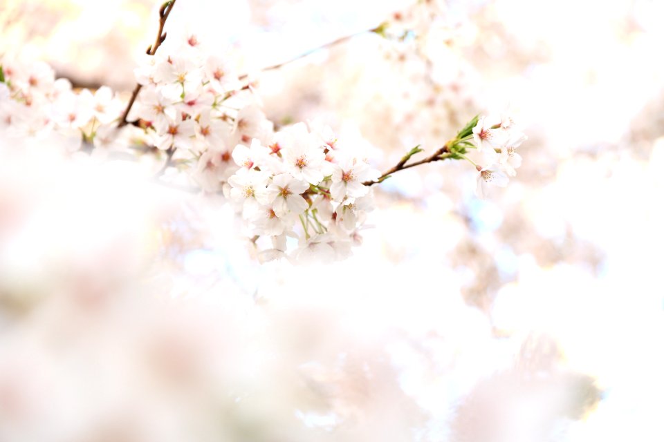 closeup photography white cherry blossoms
