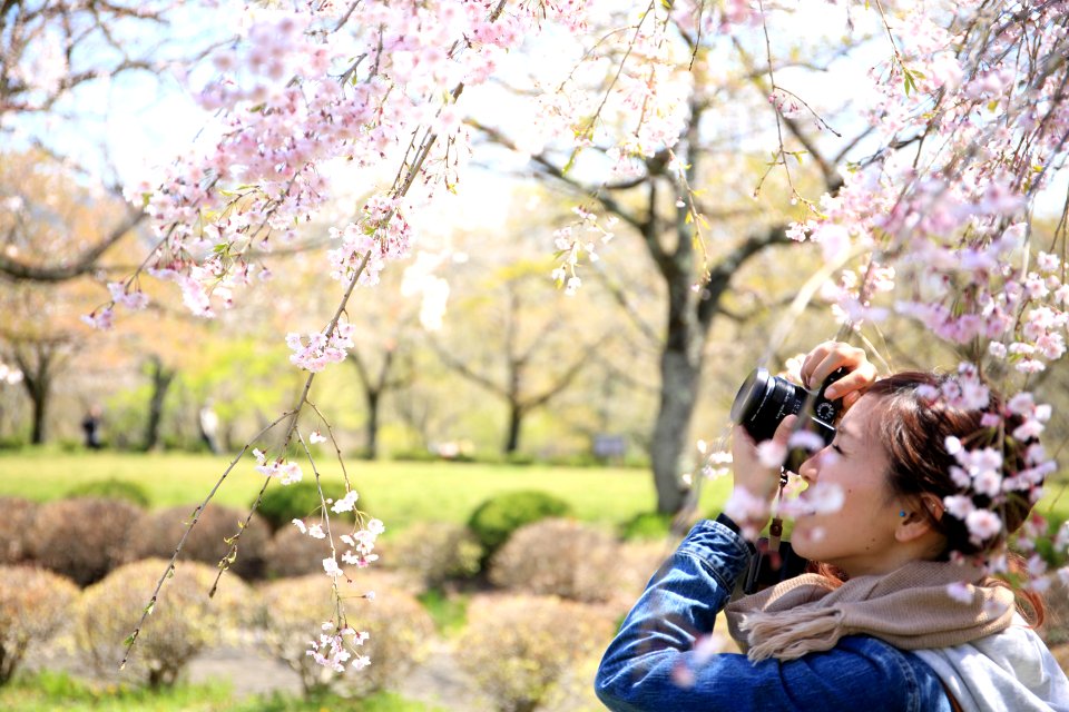 woman taking photo of white flowers