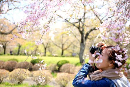 woman taking photo of white flowers