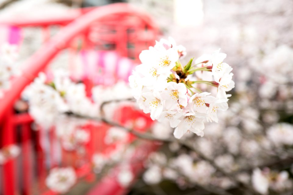 white petaled flowers