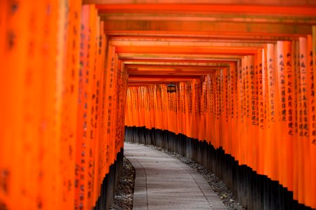 concrete pathway between orange wooden fences photo