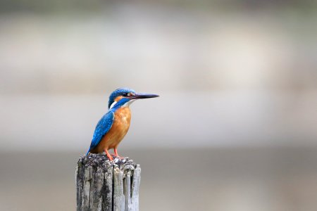 blue and brown kingfisher