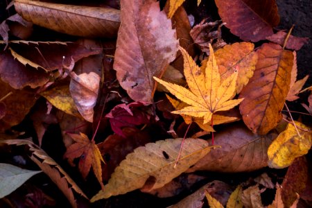 brown dried leaves photo