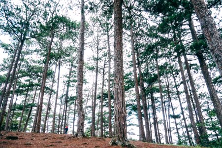 Dalat, Vietnam, Scape