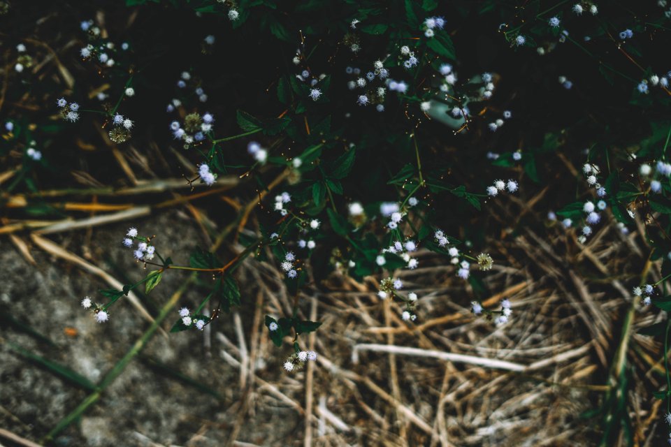 Purple, Green, Photography