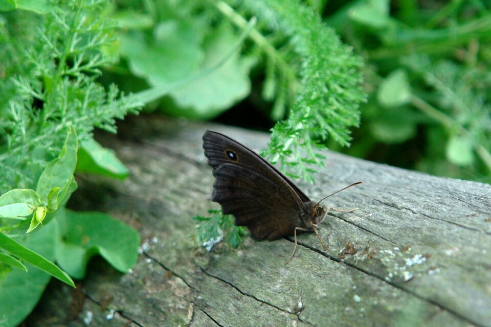 Insect garden wing