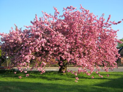 Meadow pink flowers photo