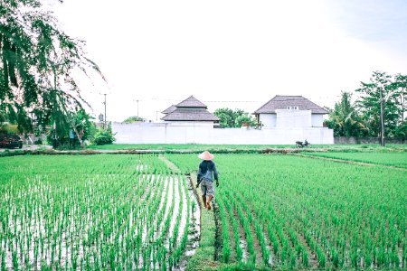 Bali, Indonesia, Balinese photo