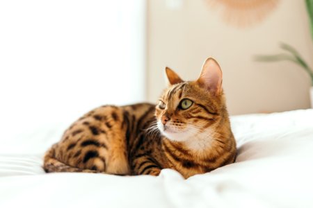 brown tabby cat lying on cushion photo