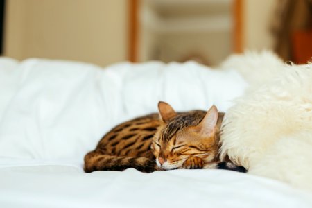 sleeping leopard kitten photo
