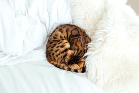 cat lying on bed photo