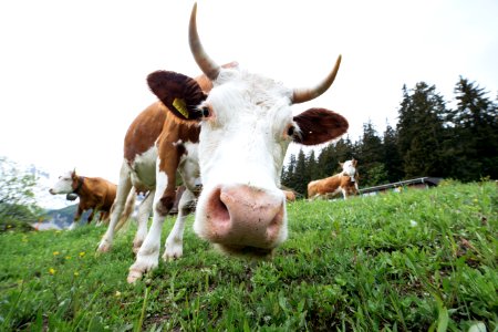 closeup photo of cattle standing on green grass photo