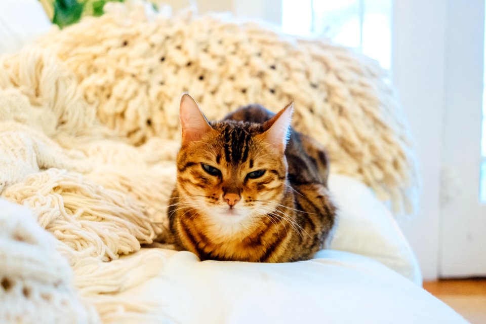 brown tabby cat on sofa