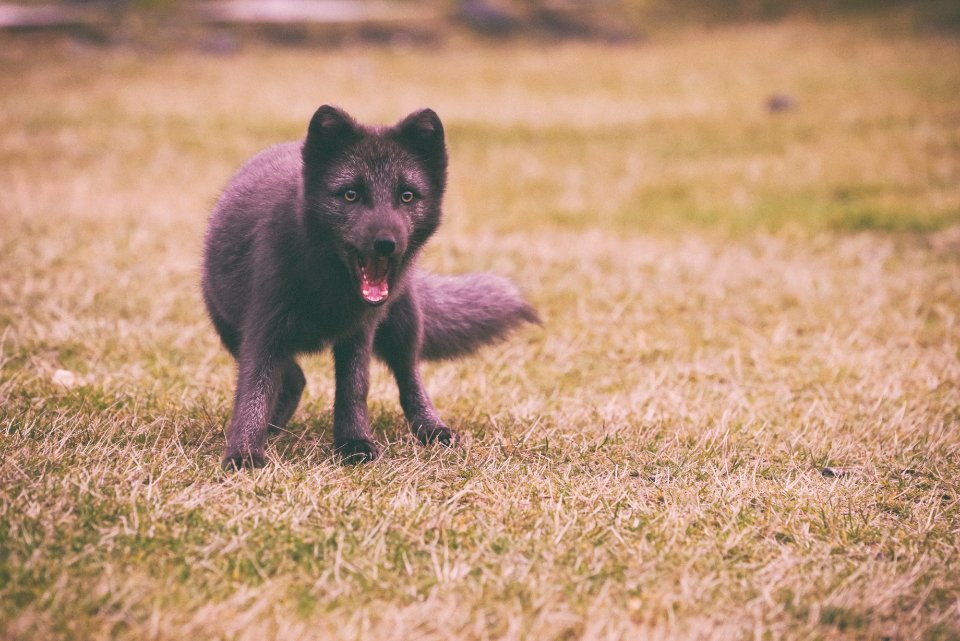 medium-coated black dog playing on green field photo