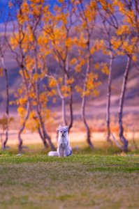 selective focus photography of white fox near brown leaf trees photo