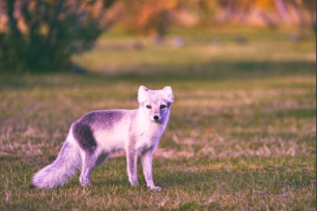 gray fox walking on field photo