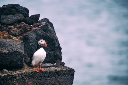 white and black bird on rock during daytime photo