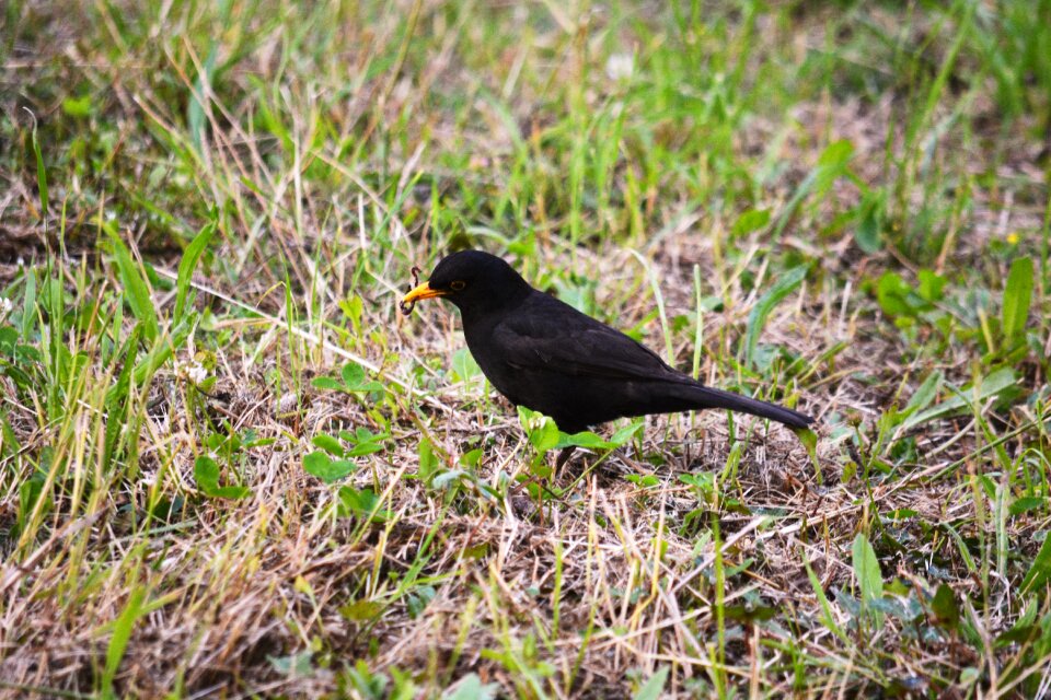 Nature animals black