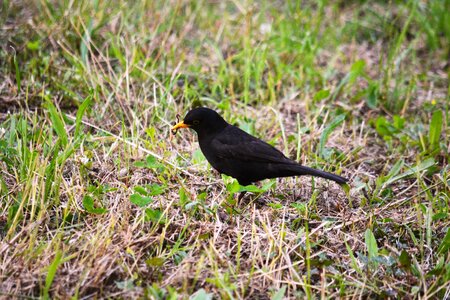 Nature animals black